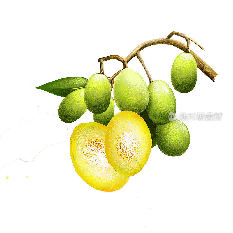 洋脊俗称伞。赤道或热带树种，果实含有纤维状核。Kedondong, buah long long, pomme cythere, june plum, juplon，金苹果，金梅。